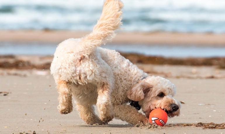 Cane gioioso gioca con palla arancione sulla spiaggia.